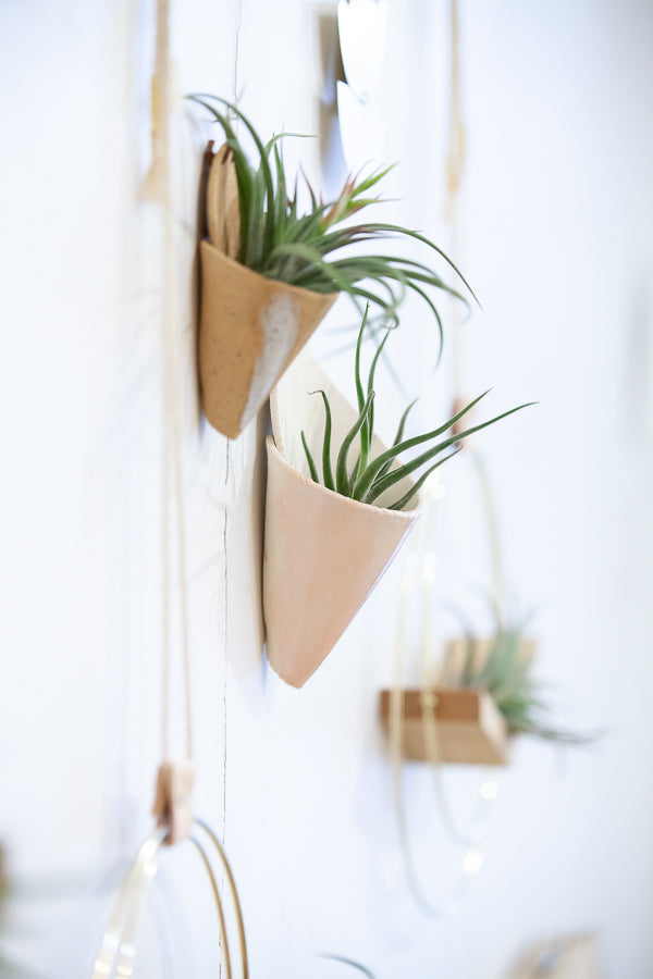 Air Plant | Medium