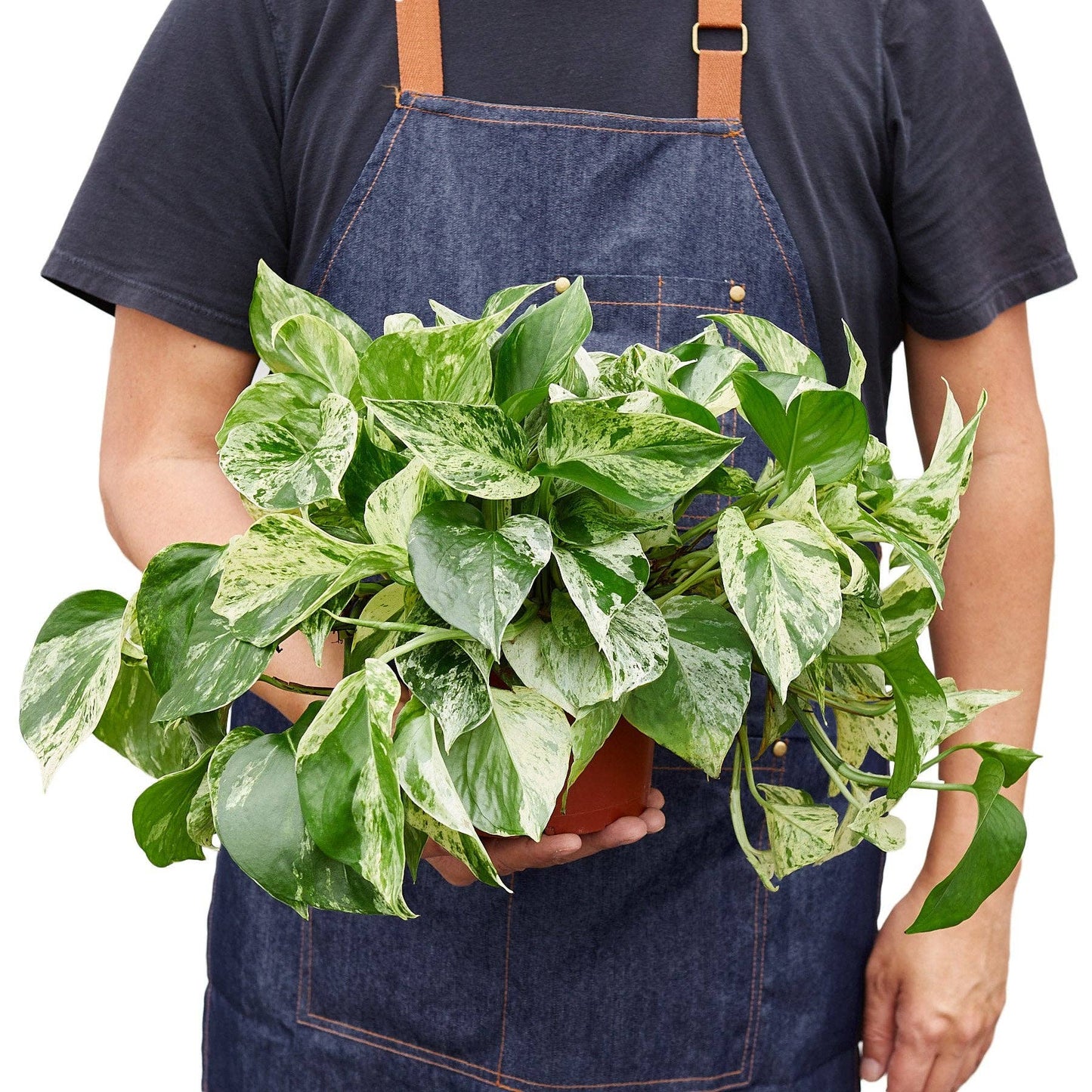 Pothos 'Marble Queen': 6" Pot