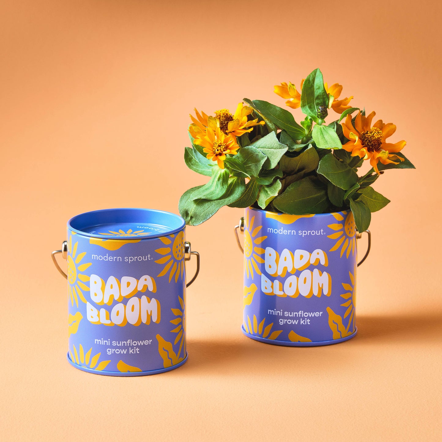 Color Grow Kits | Stay Zen Friend