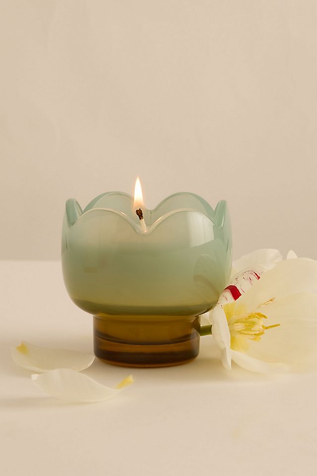 Paddywax 5.5 oz Tulip Candle | Wisteria & Willow
