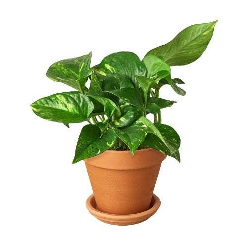 Golden Pothos 'Devil's Ivy' Live Plant: Nursery Pot / 4" Pot