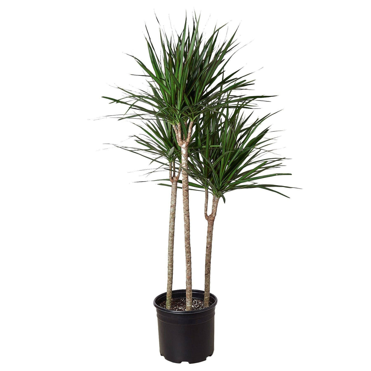 Dracaena 'Marginata Cane': Nursery Pot / 6" Pot