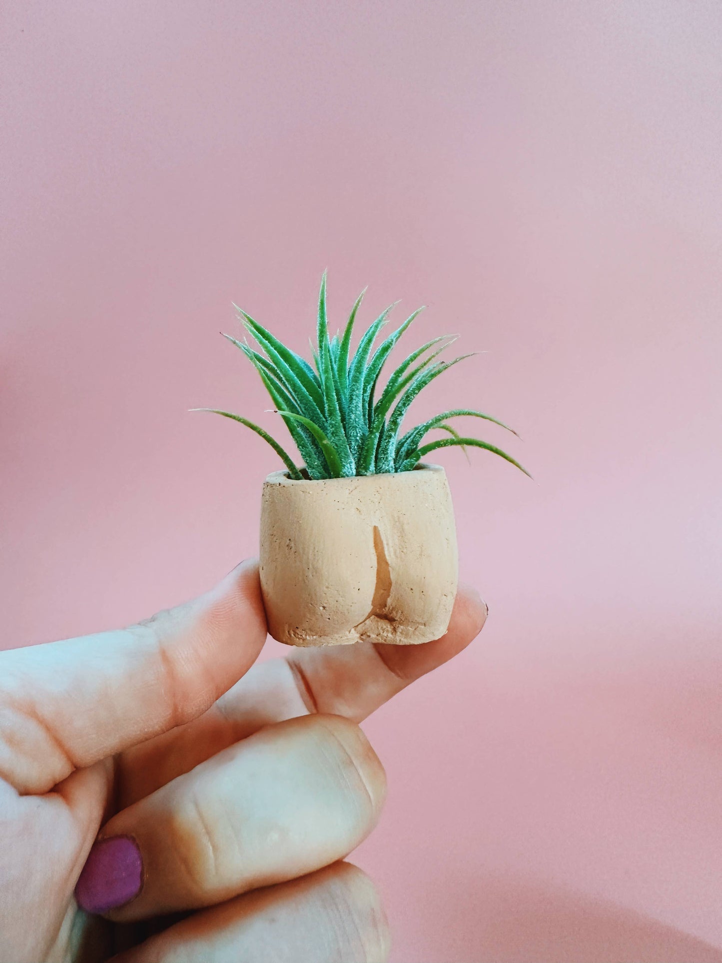 In the Nude Mini Planter with Air Plant