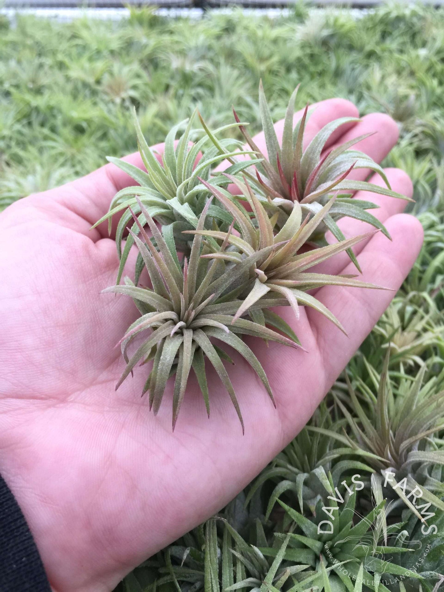 Air Plant | Mini
