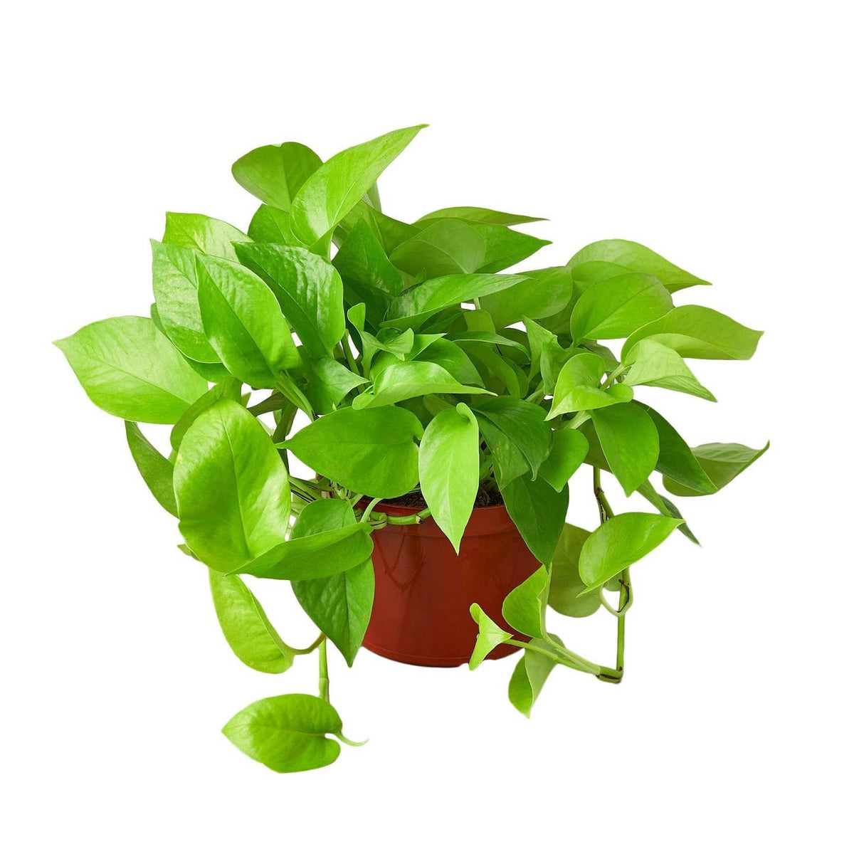 Pothos 'Neon' | 6" Pot