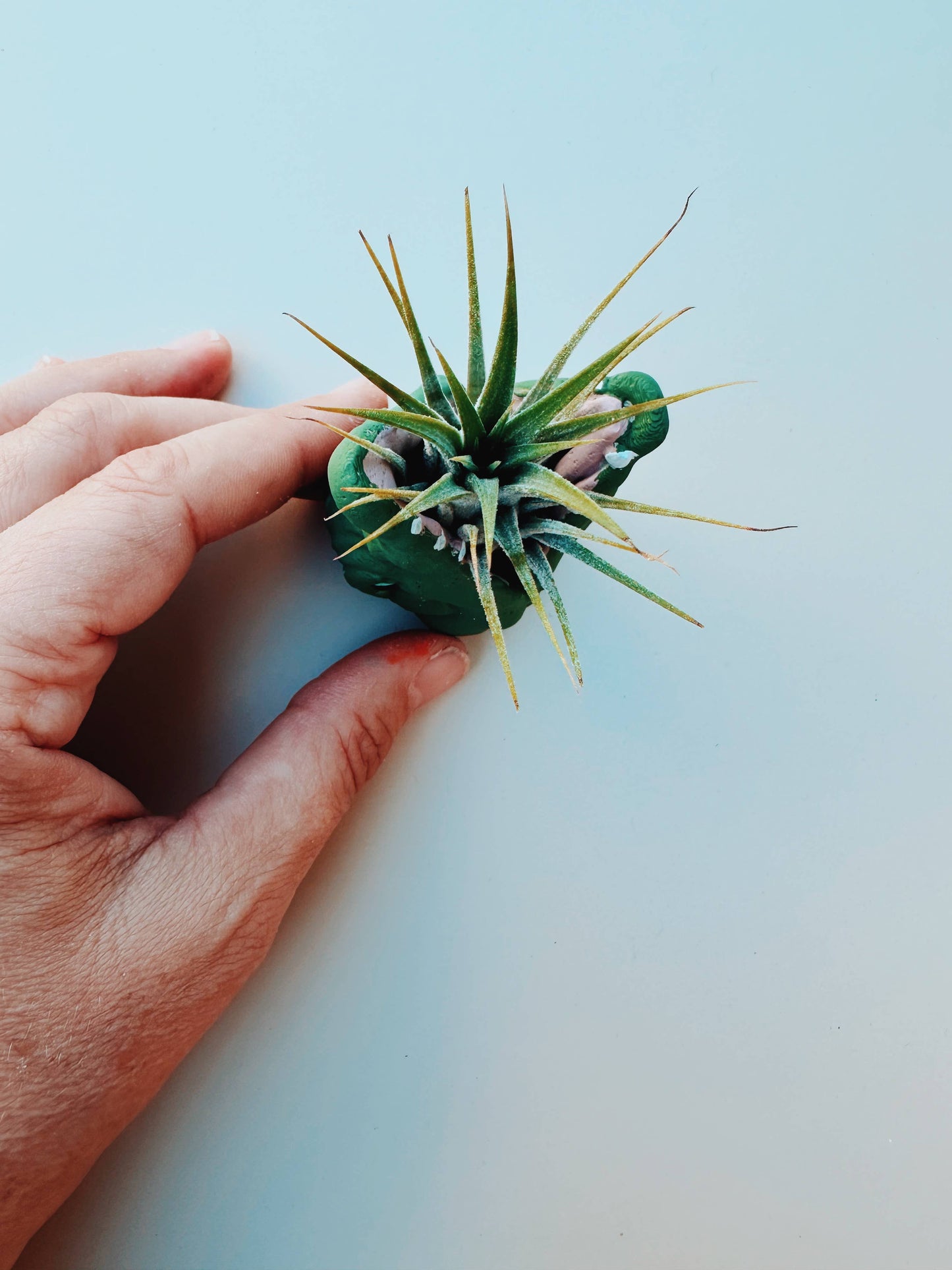 Mini Gator Plant Pot with Air Plant