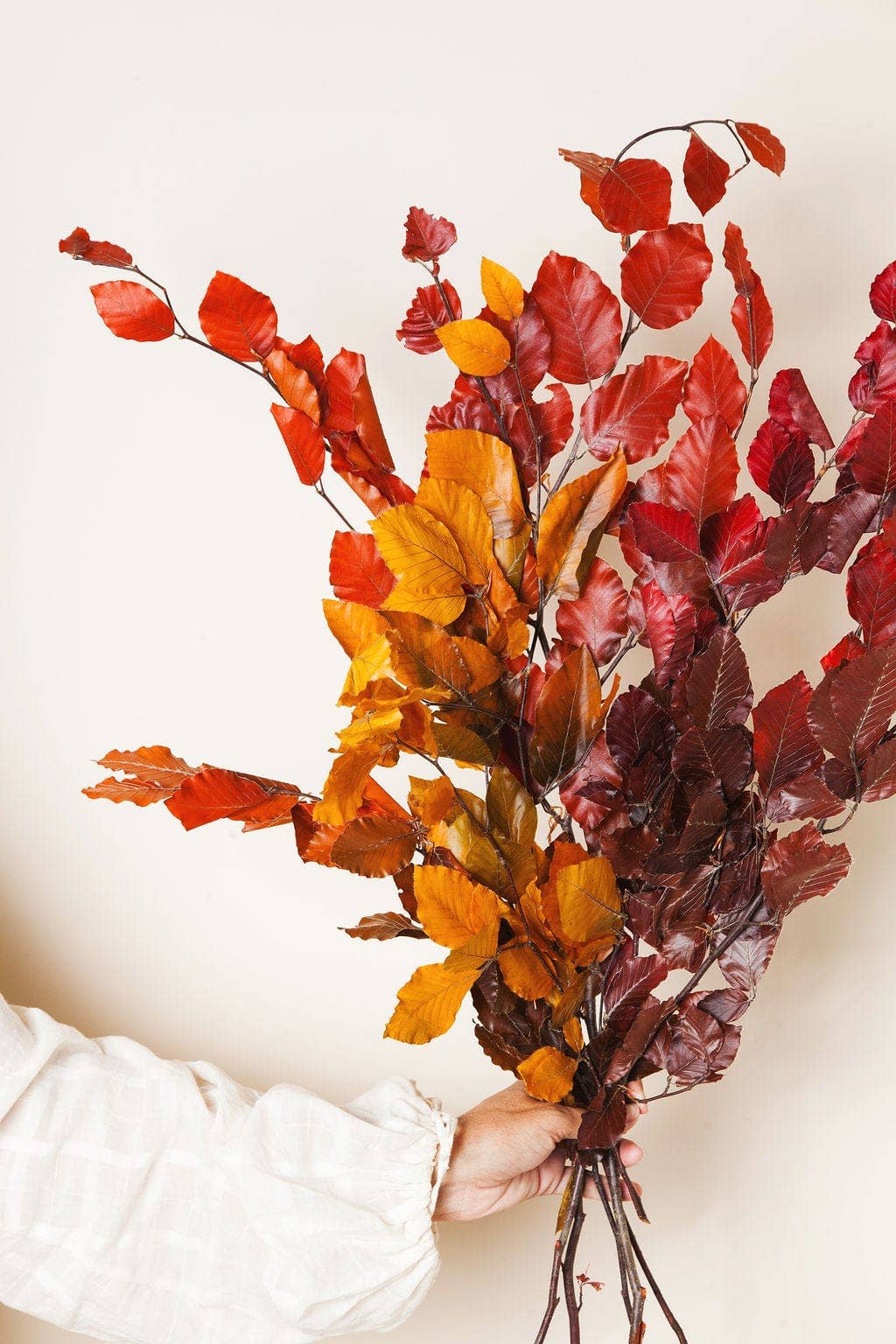 Preserved Copper Beech