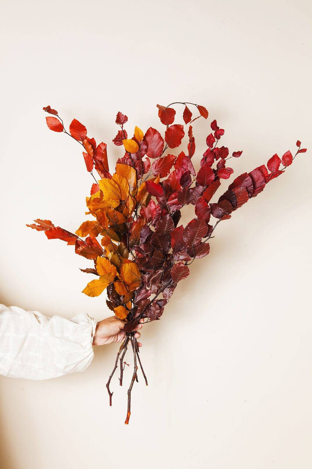 Preserved Copper Beech