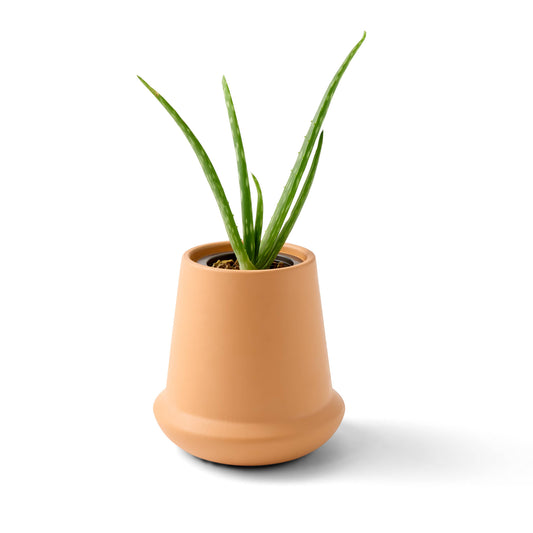 Terracotta Grow Kits | Aloe