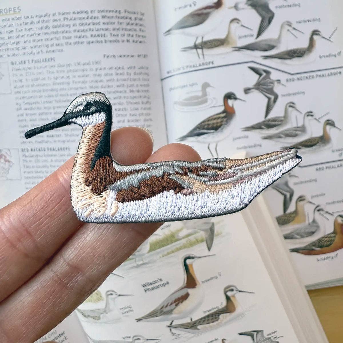 Wilson's Phalarope Patch