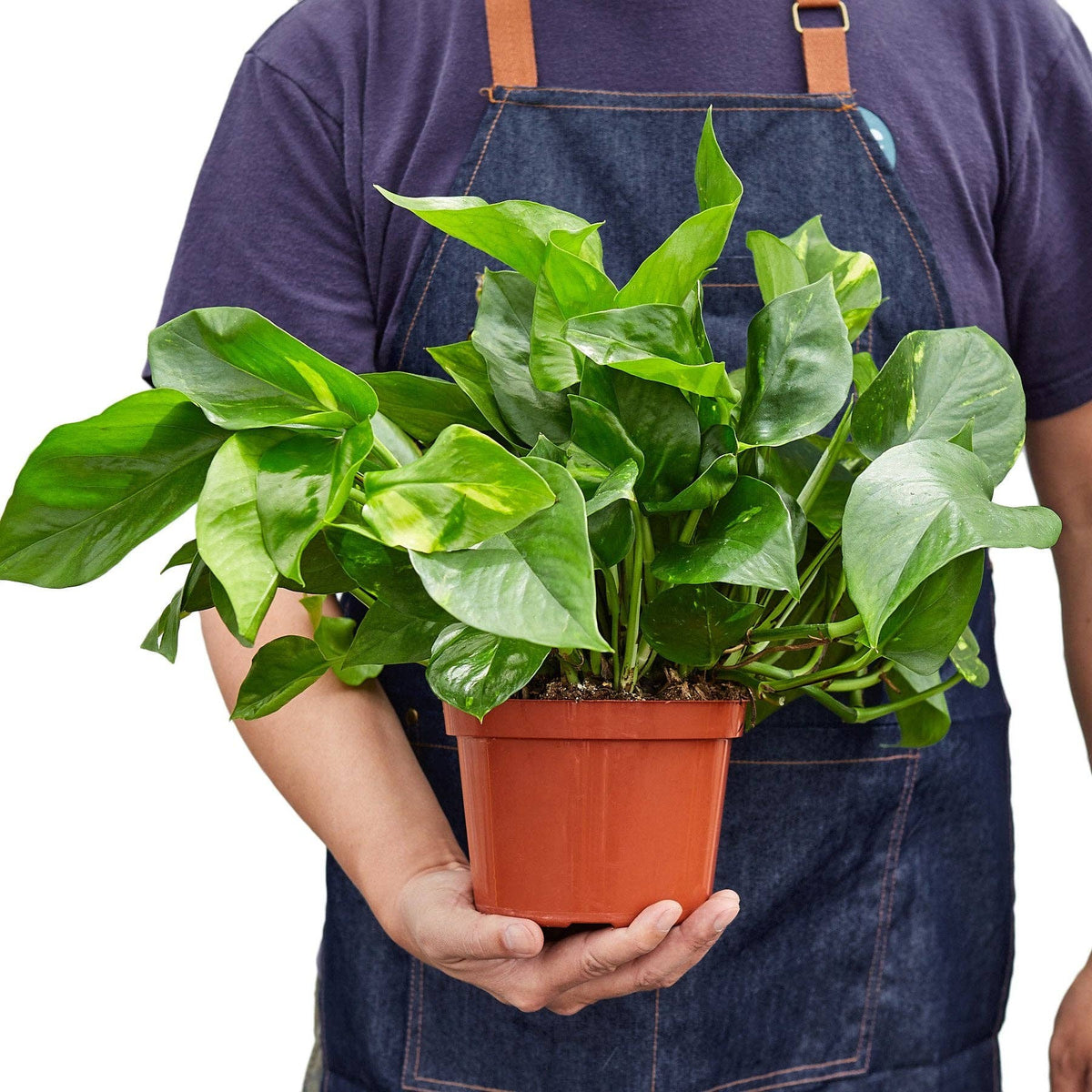 Golden Pothos 'Devil's Ivy' Live Plant: Nursery Pot / 6" Pot