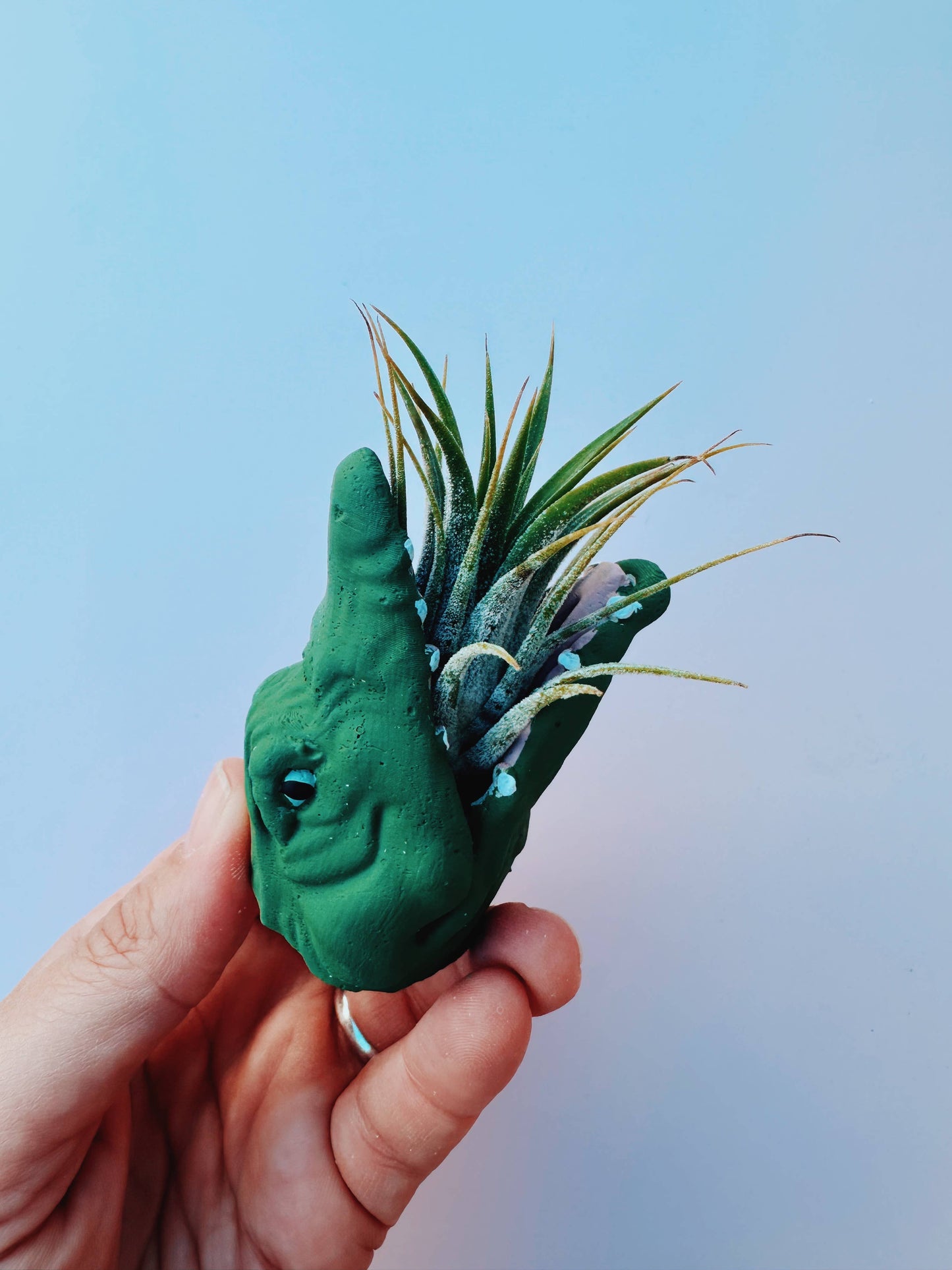 Mini Gator Plant Pot with Air Plant