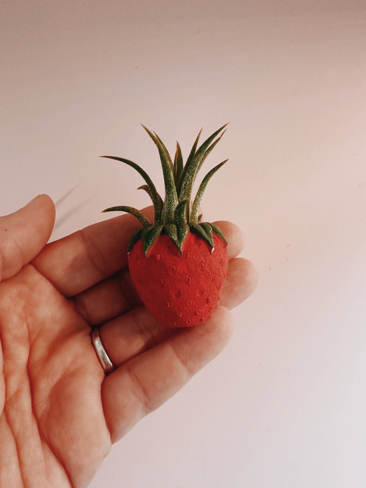 Red Strawberry Patch Mini Planter & Air Plant