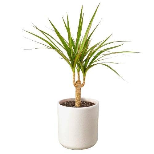 Dracaena 'Marginata Cane': Nursery Pot / 6" Pot