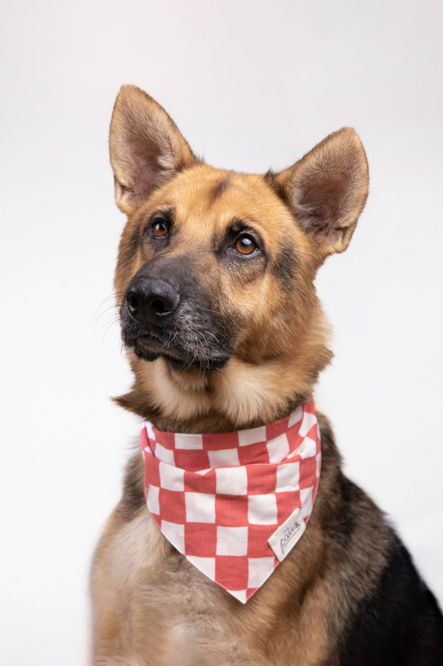 Kings Dog Bandana: L