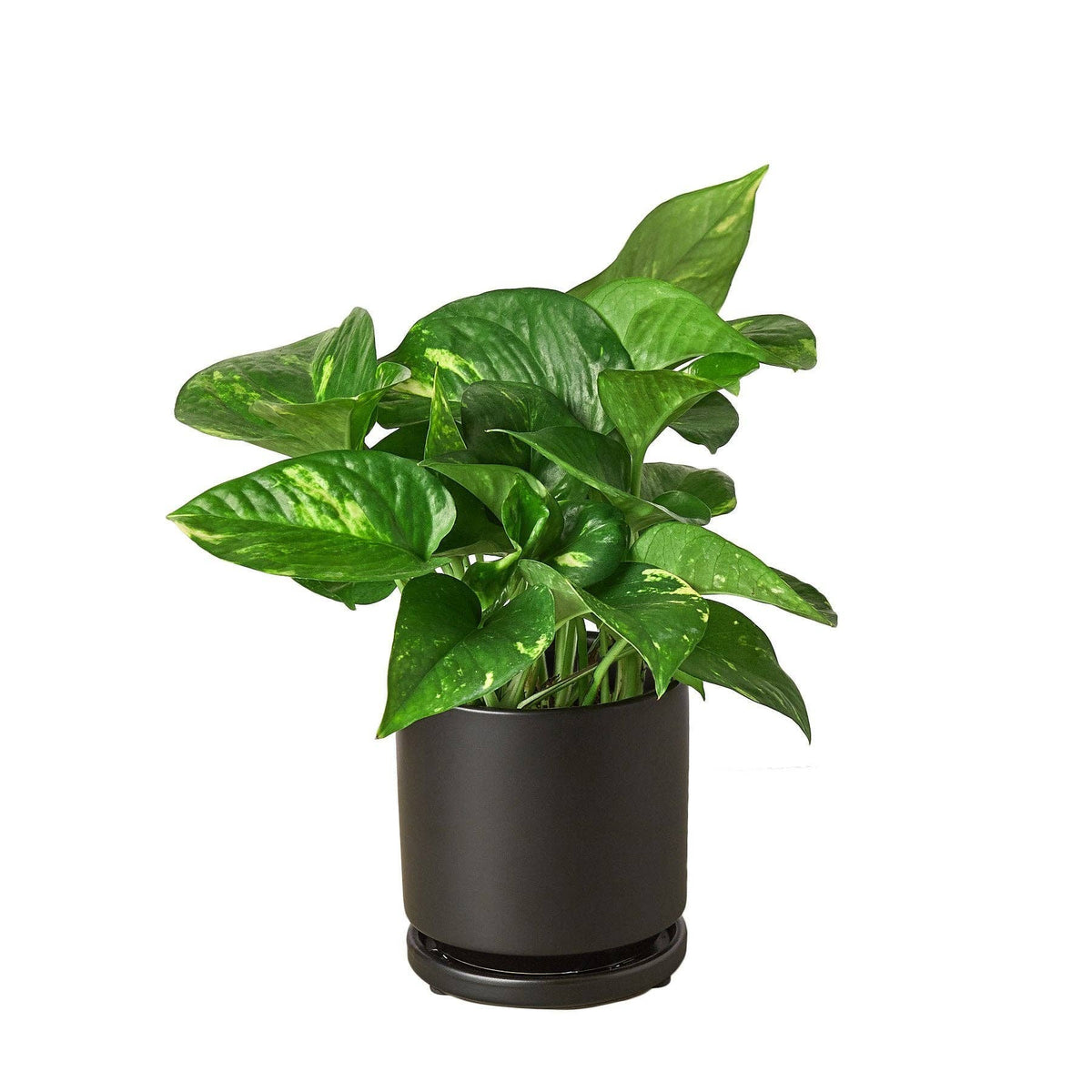 Golden Pothos 'Devil's Ivy' Live Plant: Nursery Pot / 6" Pot