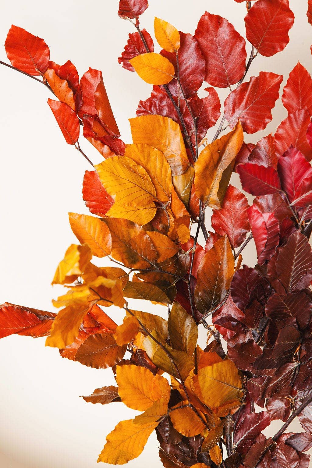 Preserved Copper Beech