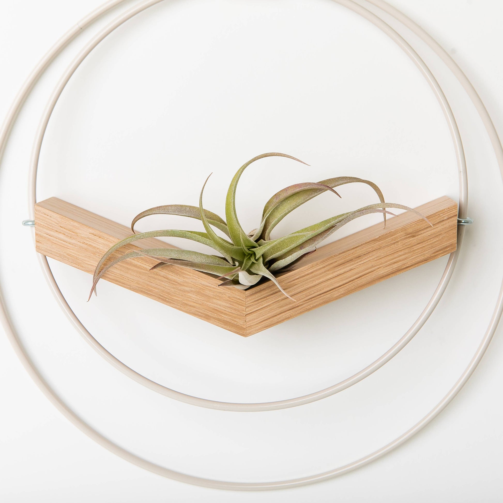 air plant wall hooks Small White V-Hanger Air Plant Holder – Small Batch