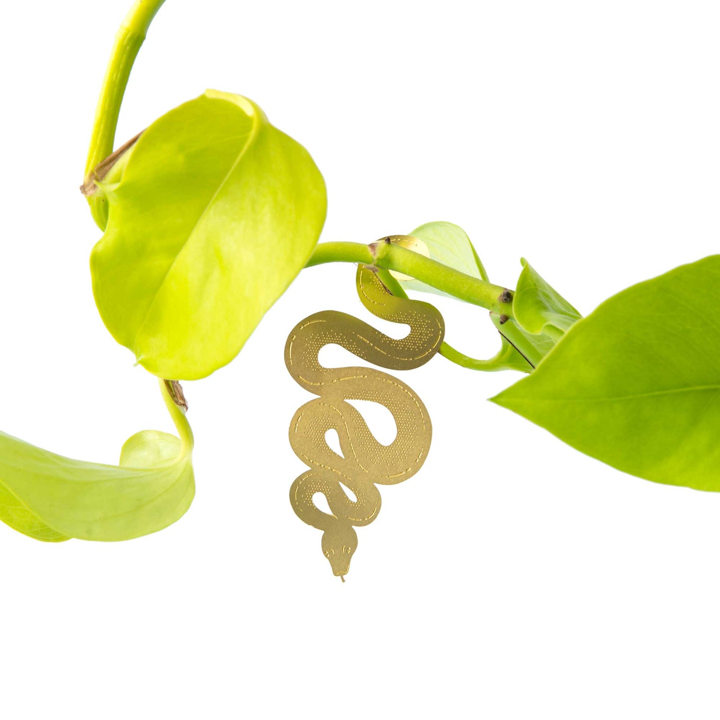 Plant Animal | Snake