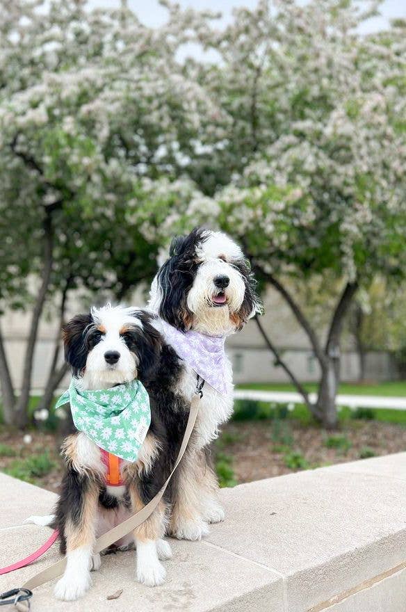 Belle Dog Bandana: M