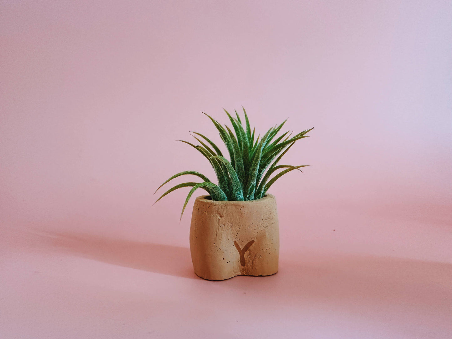 In the Nude Mini Planter with Air Plant