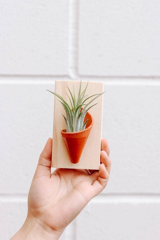 Tiny Ceramic Wall Planter | Speckled White