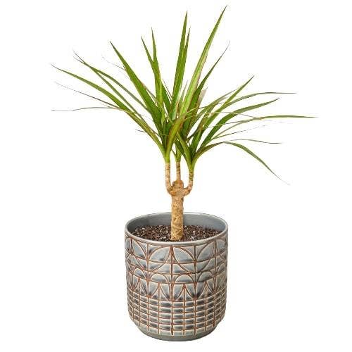 Dracaena 'Marginata Cane': Nursery Pot / 6" Pot