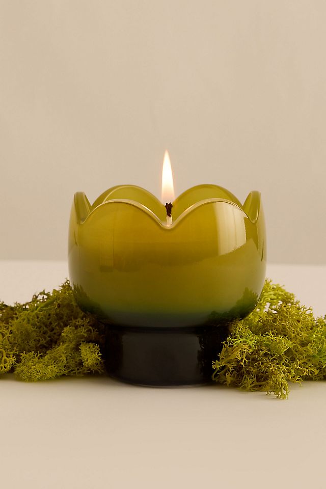 Paddywax 5.5 oz Tulip Candle | Verbena Lemongrass