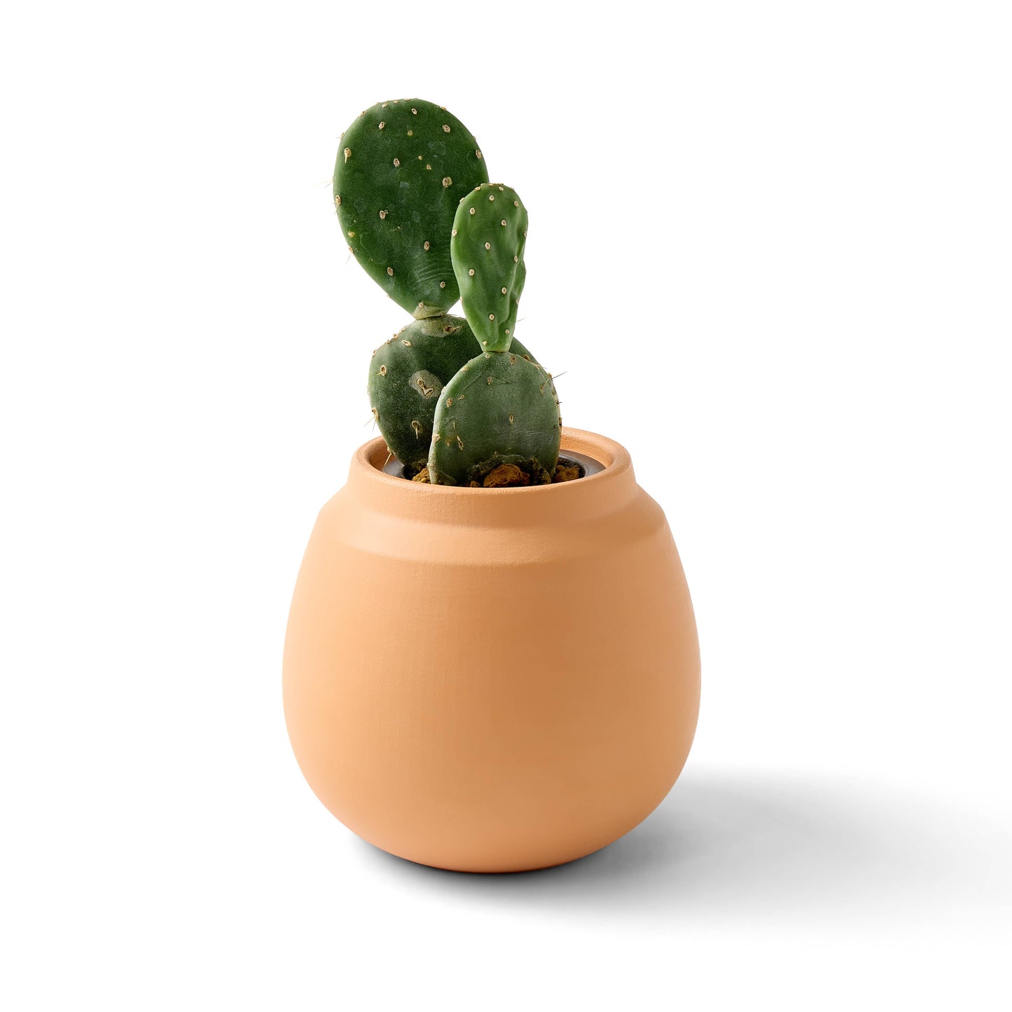 Terracotta Grow Kits | Cactus