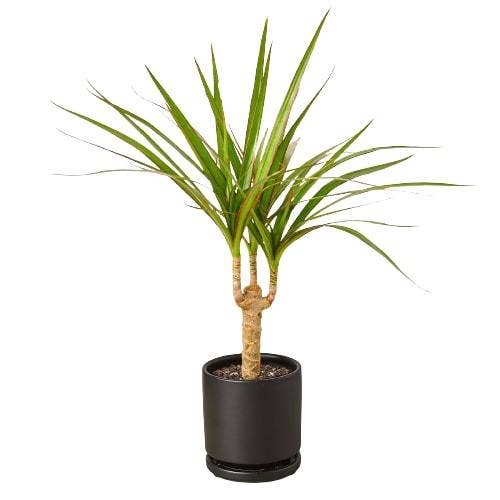 Dracaena 'Marginata Cane': Nursery Pot / 6" Pot
