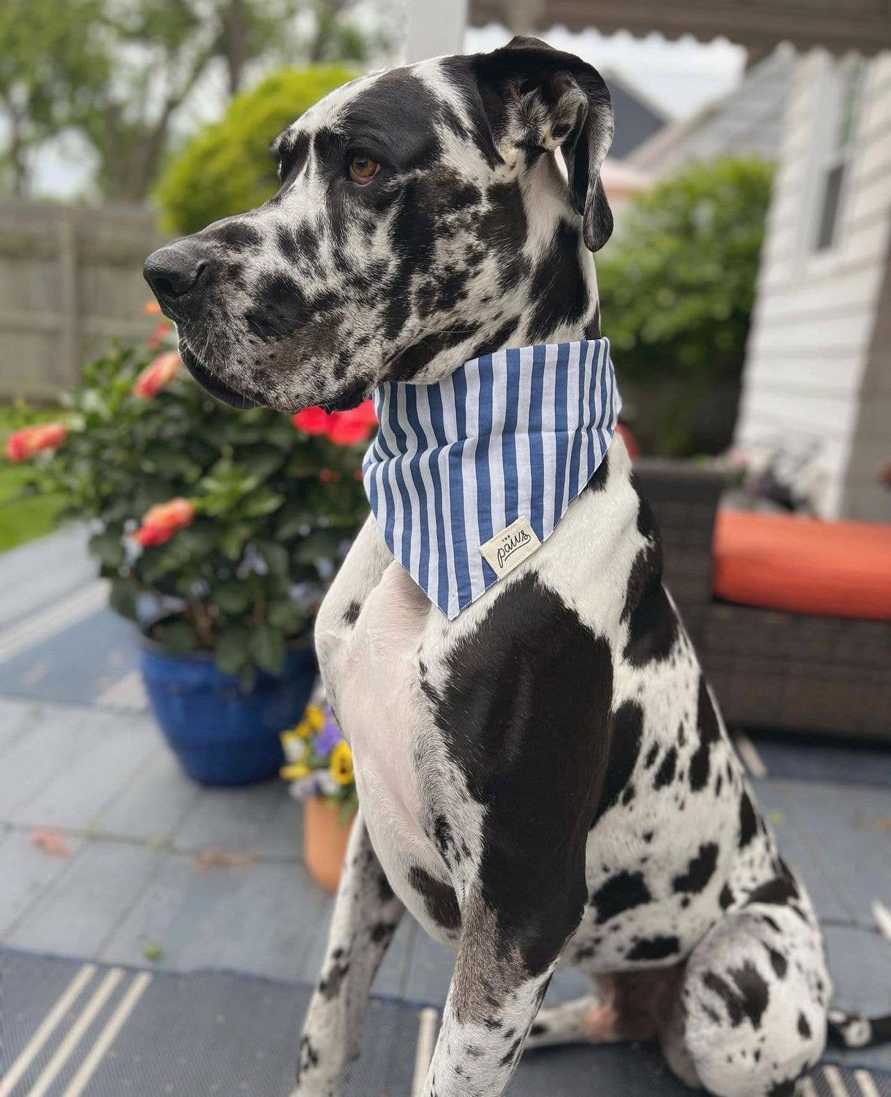 Harbour Dog Bandana: XS