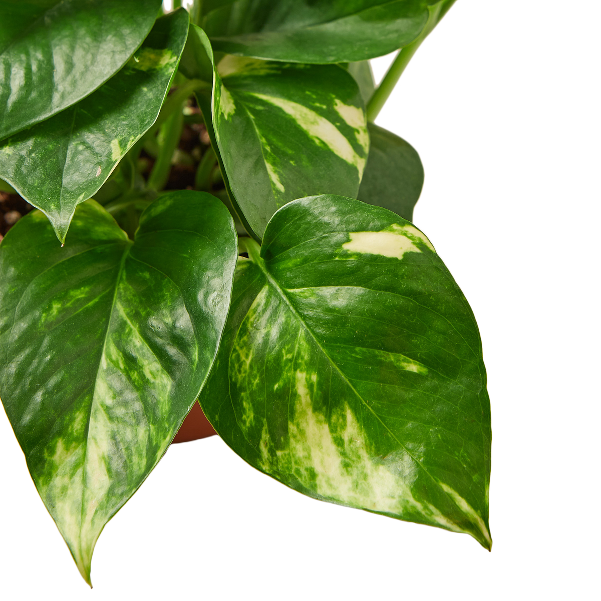 Golden Pothos 'Devil's Ivy' Live Plant: Nursery Pot / 6" Pot