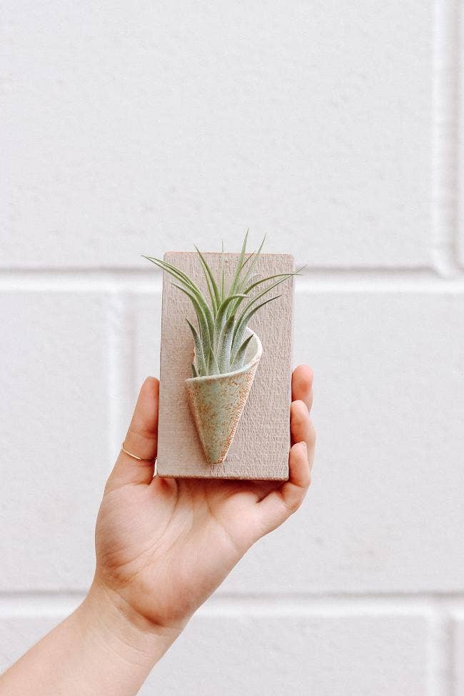 Tiny Ceramic Wall Planter | Speckled White