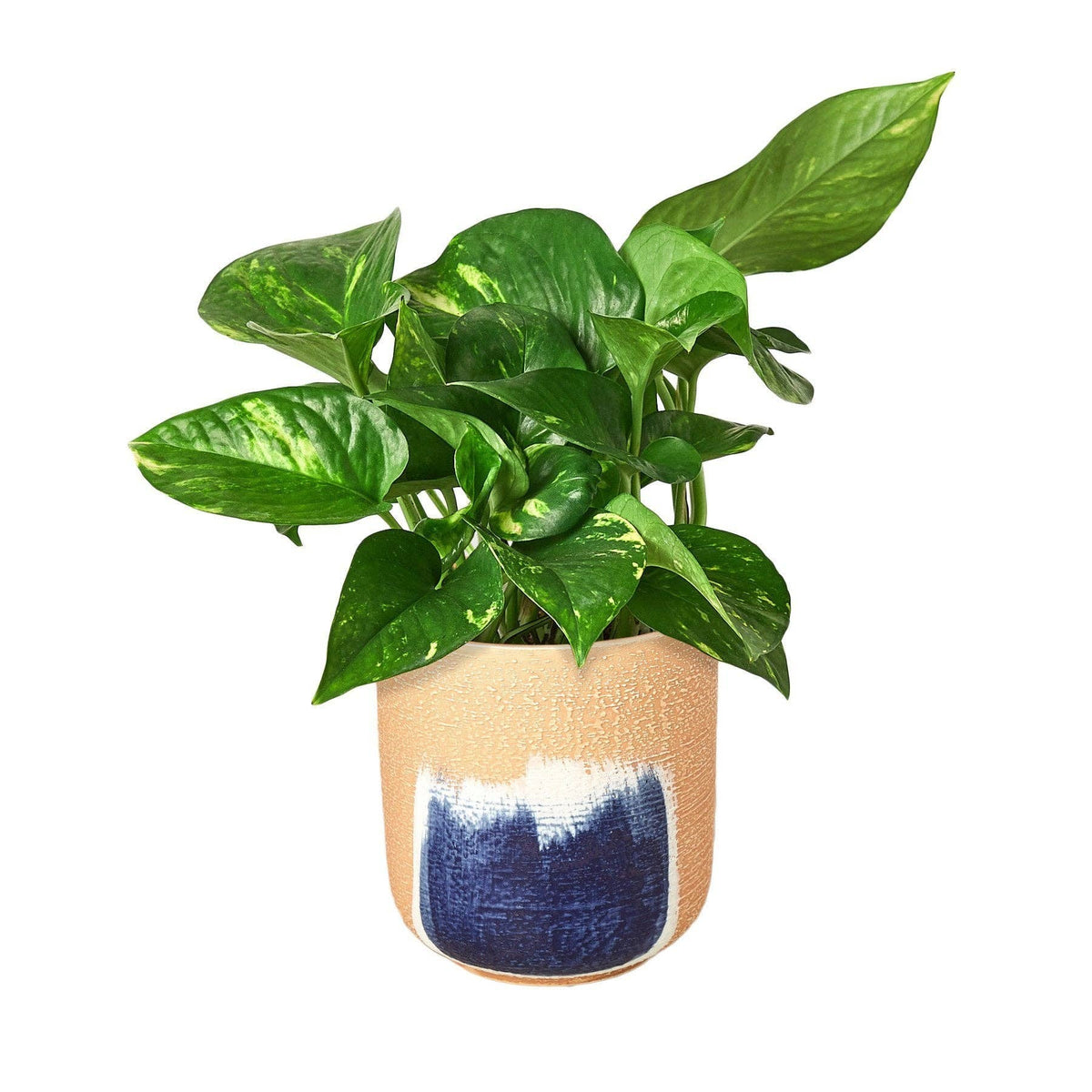 Golden Pothos 'Devil's Ivy' Live Plant: Nursery Pot / 6" Pot