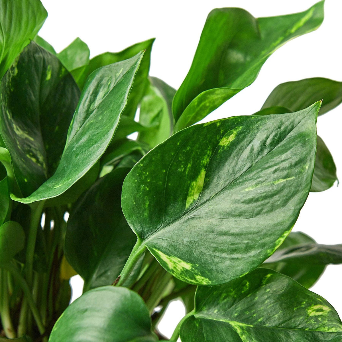 Golden Pothos 'Devil's Ivy' Live Plant: Nursery Pot / 6" Pot