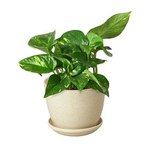 Golden Pothos 'Devil's Ivy' Live Plant: Nursery Pot / 4" Pot