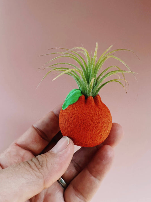 Orange Mini Planter with Air Plant