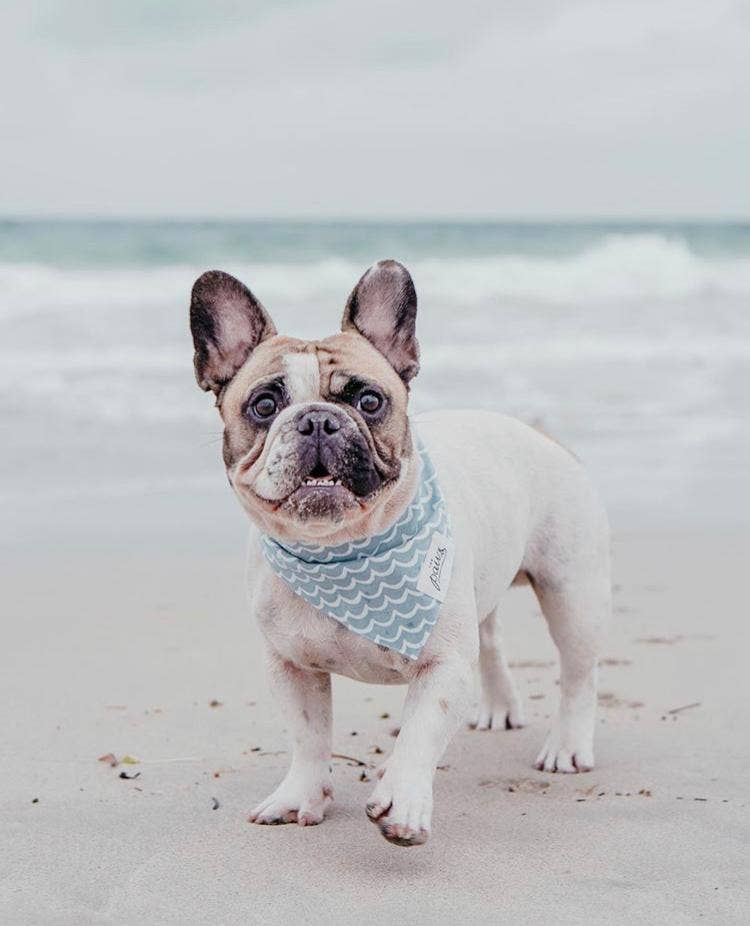 Perfect Wave Dog Bandana: XS