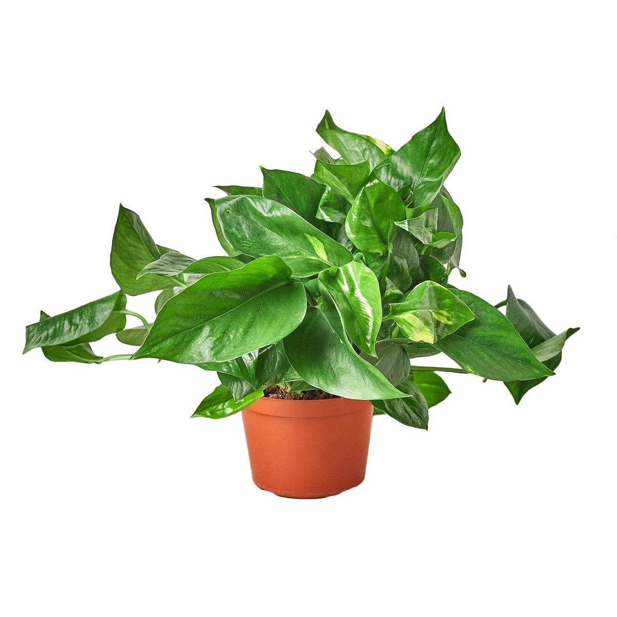 Golden Pothos 'Devil's Ivy' Live Plant: Nursery Pot / 6" Pot