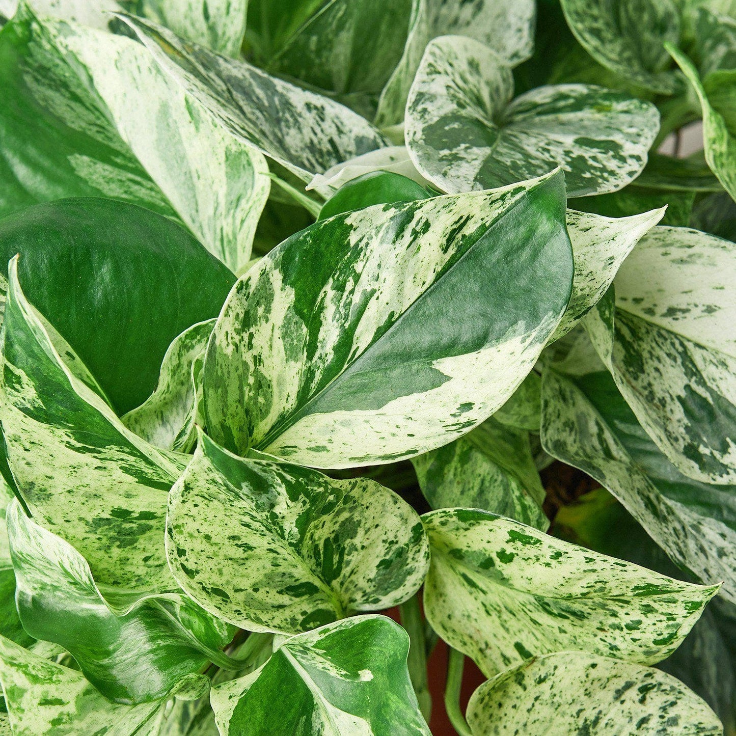 Pothos 'Marble Queen': 6" Pot