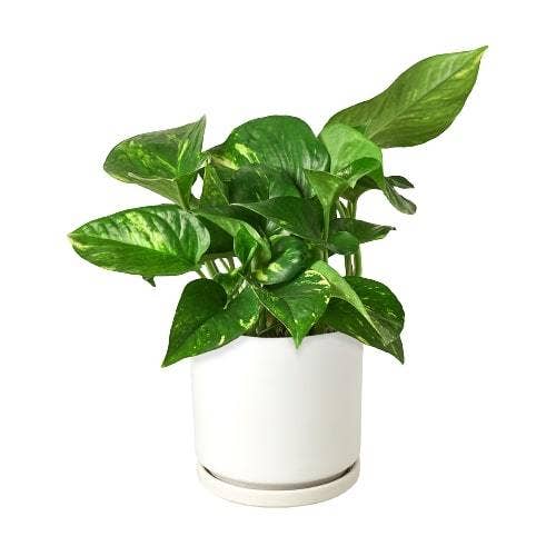 Golden Pothos 'Devil's Ivy' Live Plant: Nursery Pot / 6" Pot