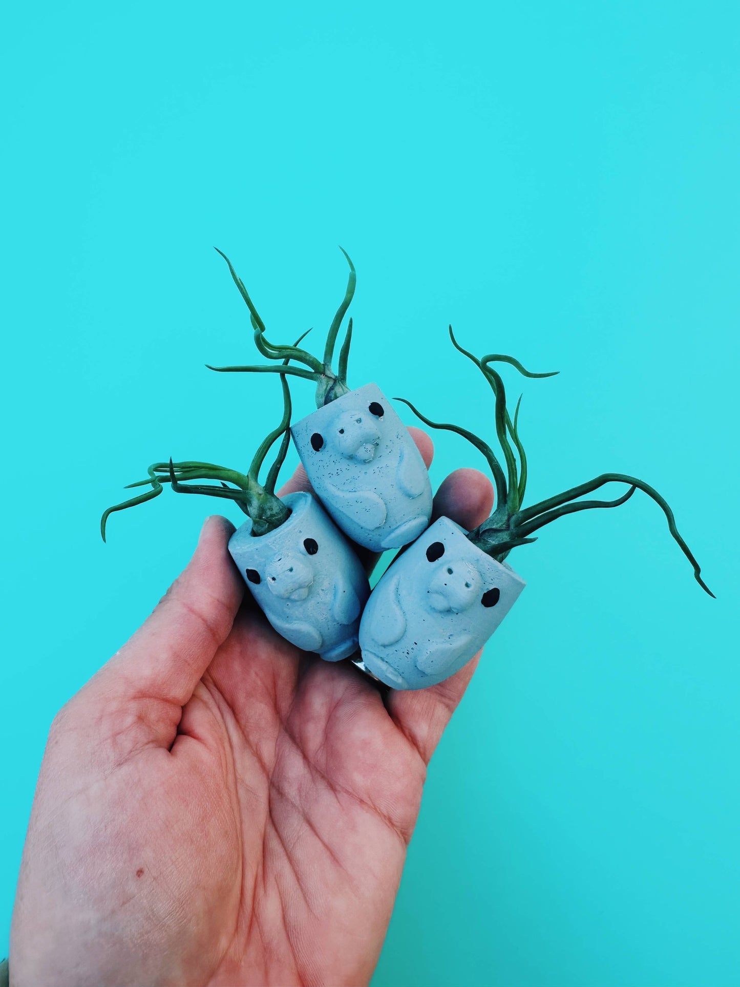 Manatee Mini Planter with Air Plant