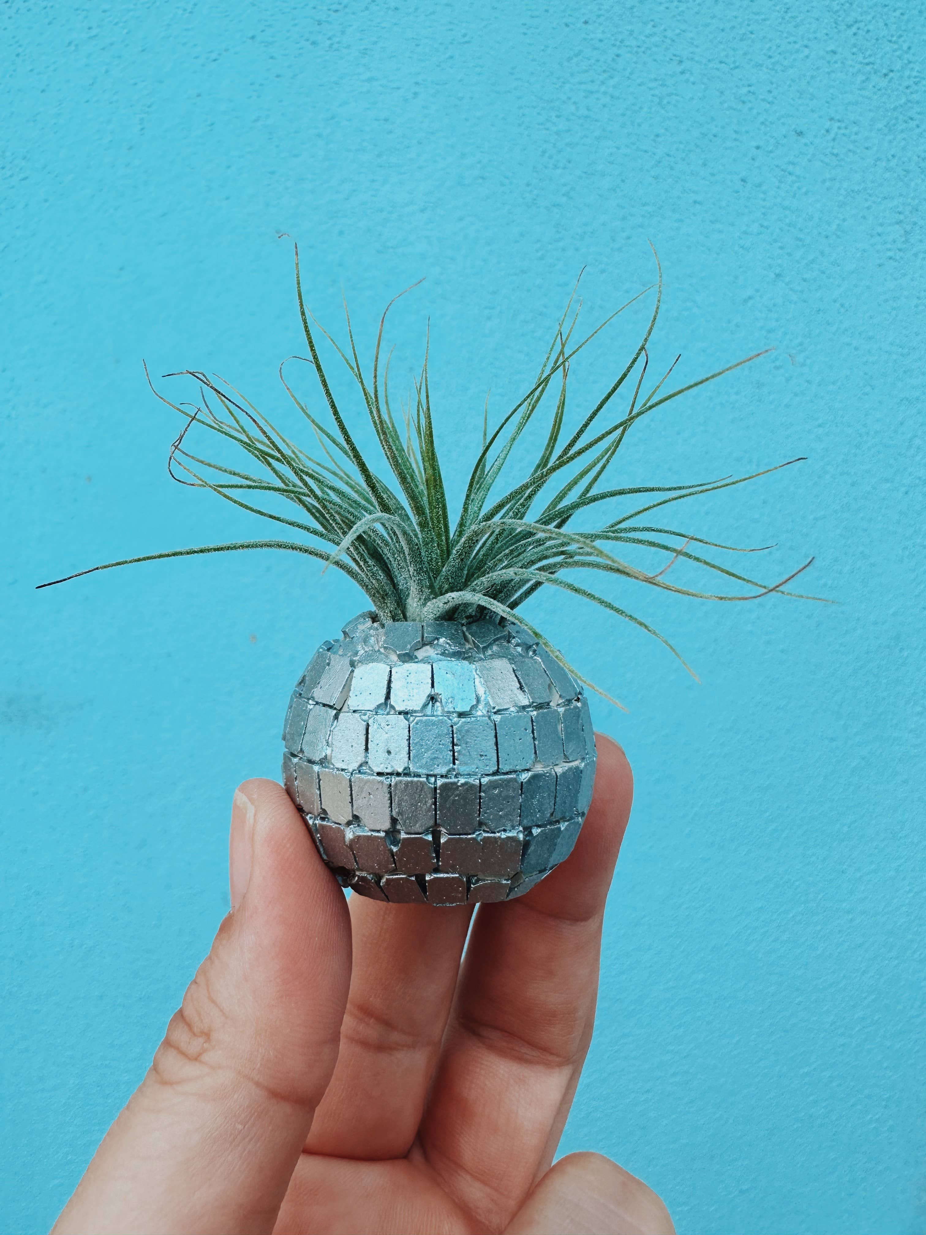 Disco Ball Mini Planter & Plant