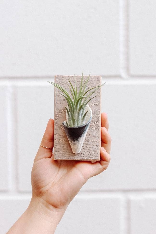 Tiny Ceramic Wall Planter | Speckled White