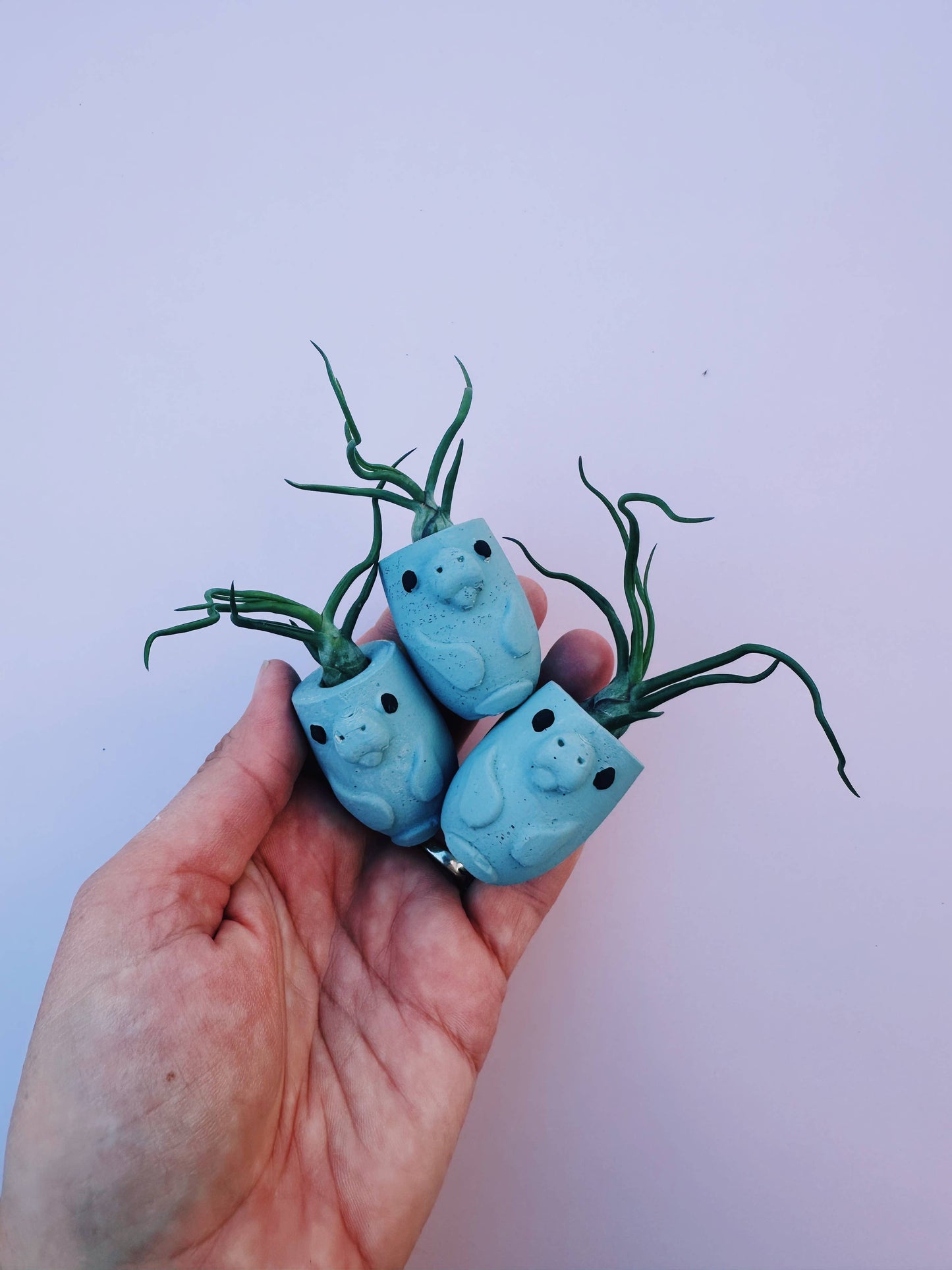 Manatee Mini Planter with Air Plant