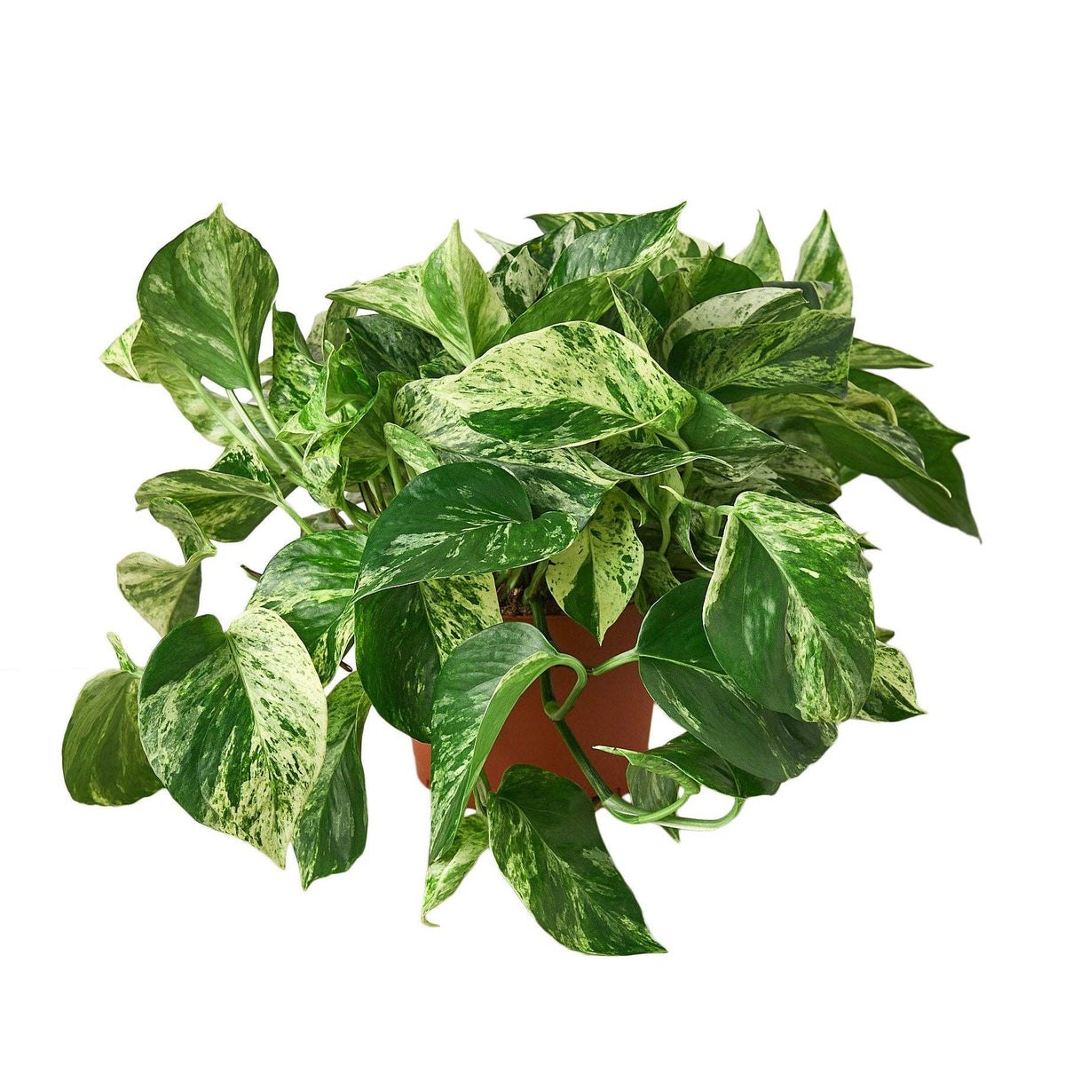 Pothos 'Marble Queen' | 4" Pot