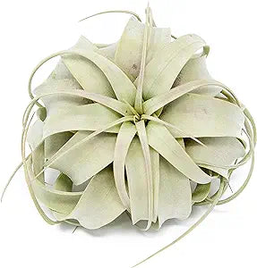 Tillandsia Xerographica