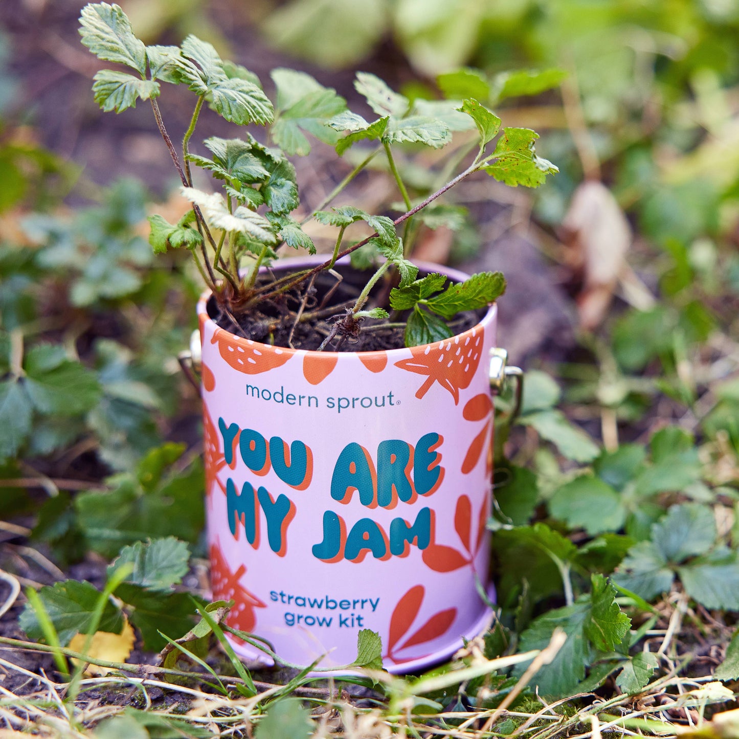 Color Grow Kits | You are My Jam