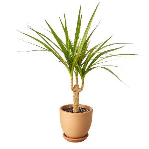 Dracaena 'Marginata Cane': Nursery Pot / 6" Pot