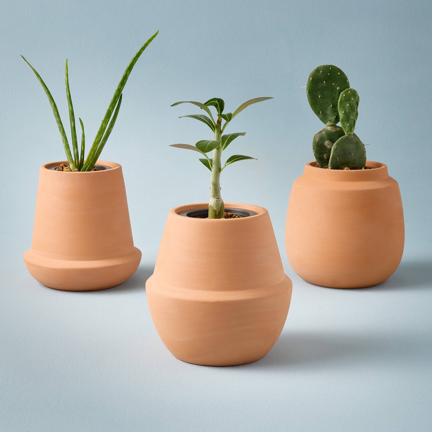 Terracotta Grow Kits | Aloe